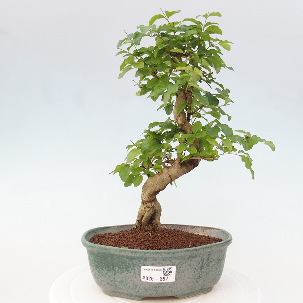 Pokojová bonsai -Ligustrum chinensis - Ptačí zob