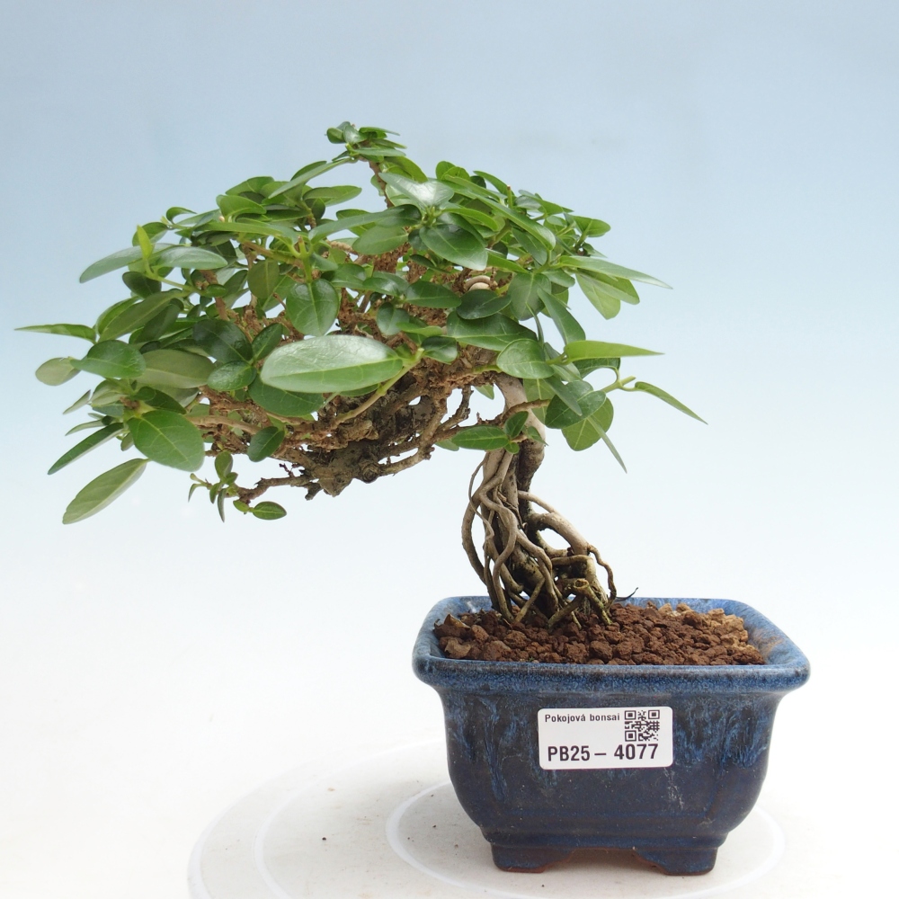 Pokojová bonsai - Premna serratifolia  - Kozlovoň malolistá