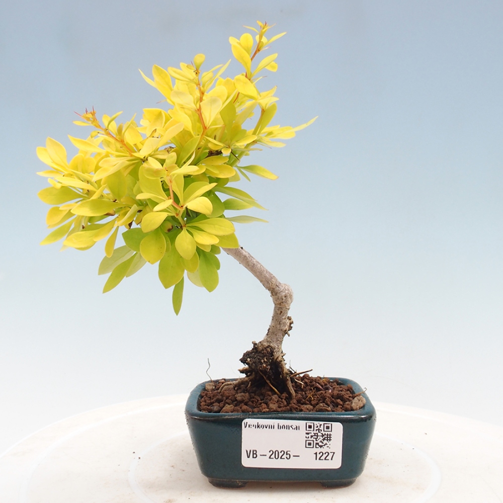 Venkovní bonsai - Berberis thunbergii - Dřištál