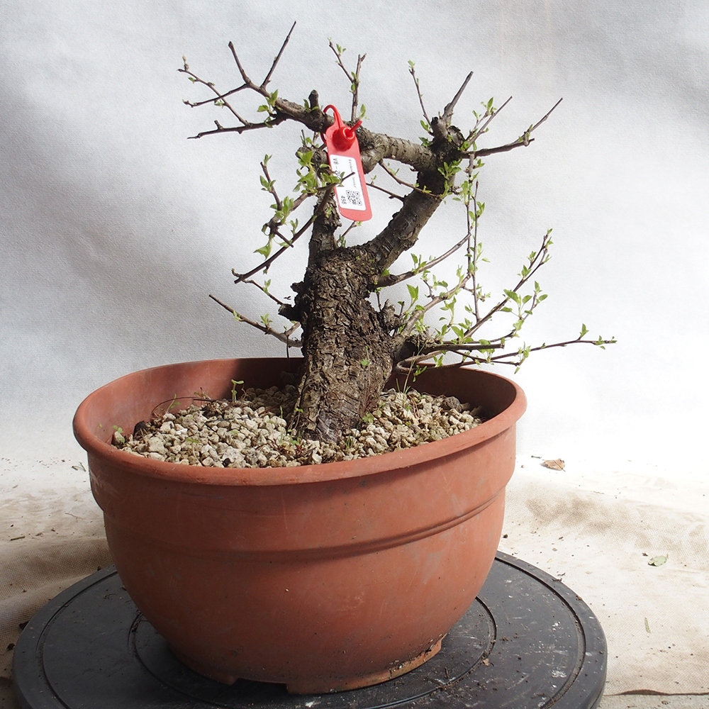 Venkovní bonsai -Mahalebka - Prunus mahaleb