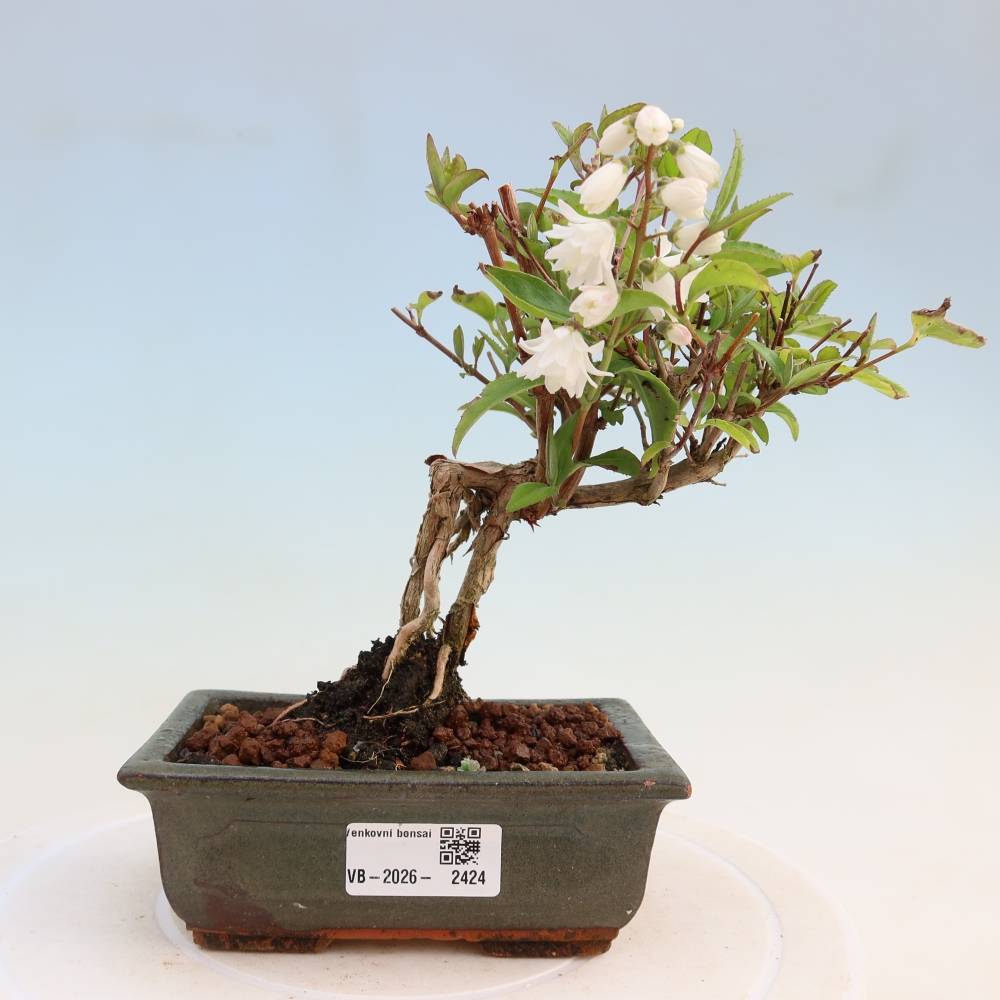 Venkovní bonsai - Deutzia scabra Candidissima - Trojpuk