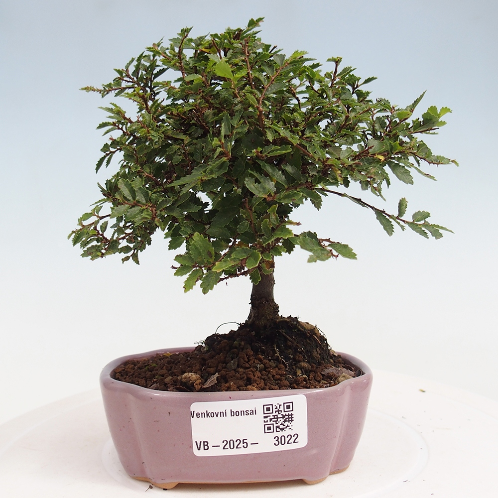 Venkovní bonsai - Ulmus parvifolia Sagei - Malolistý jilm