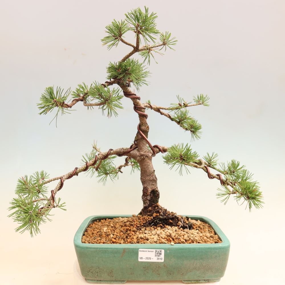 Venkovní bonsai - Pinus mugo Humpy  - Borovice kleč