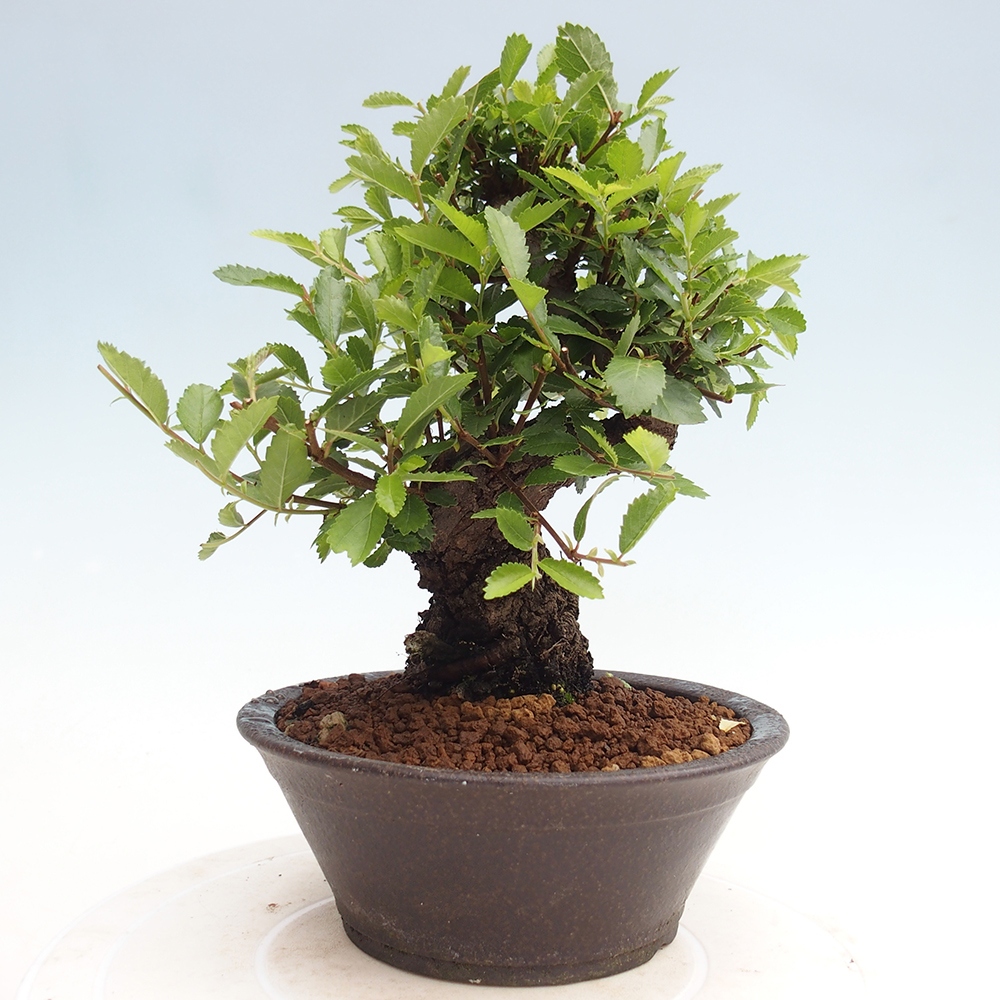 Venkovní bonsai - Zelkova - Zelkova NIRE