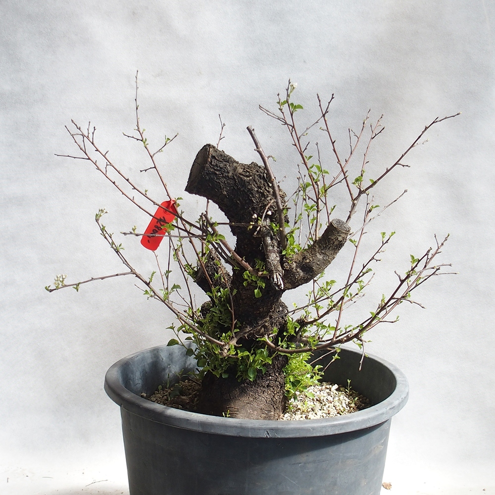 Venkovní bonsai -Mahalebka - Prunus mahaleb