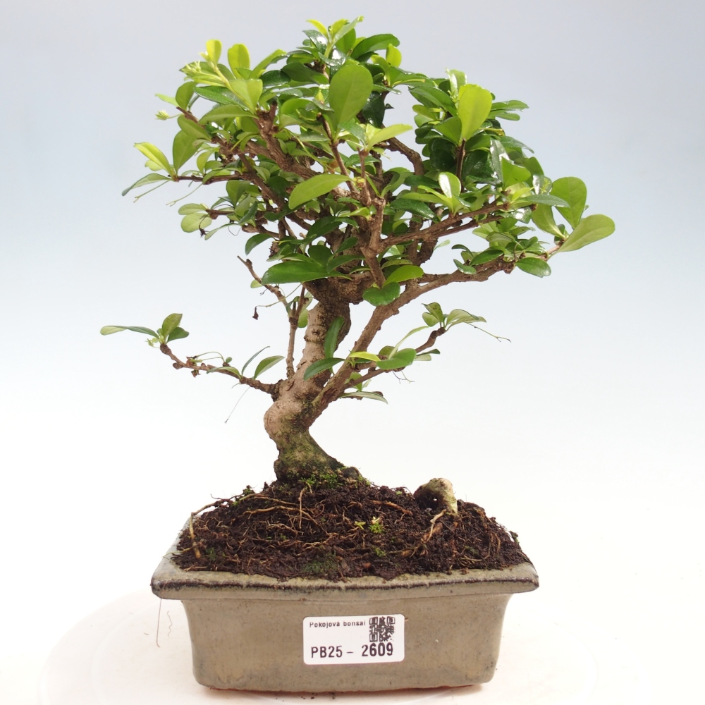 Pokojová bonsai - Carmona macrophylla - Čaj fuki
