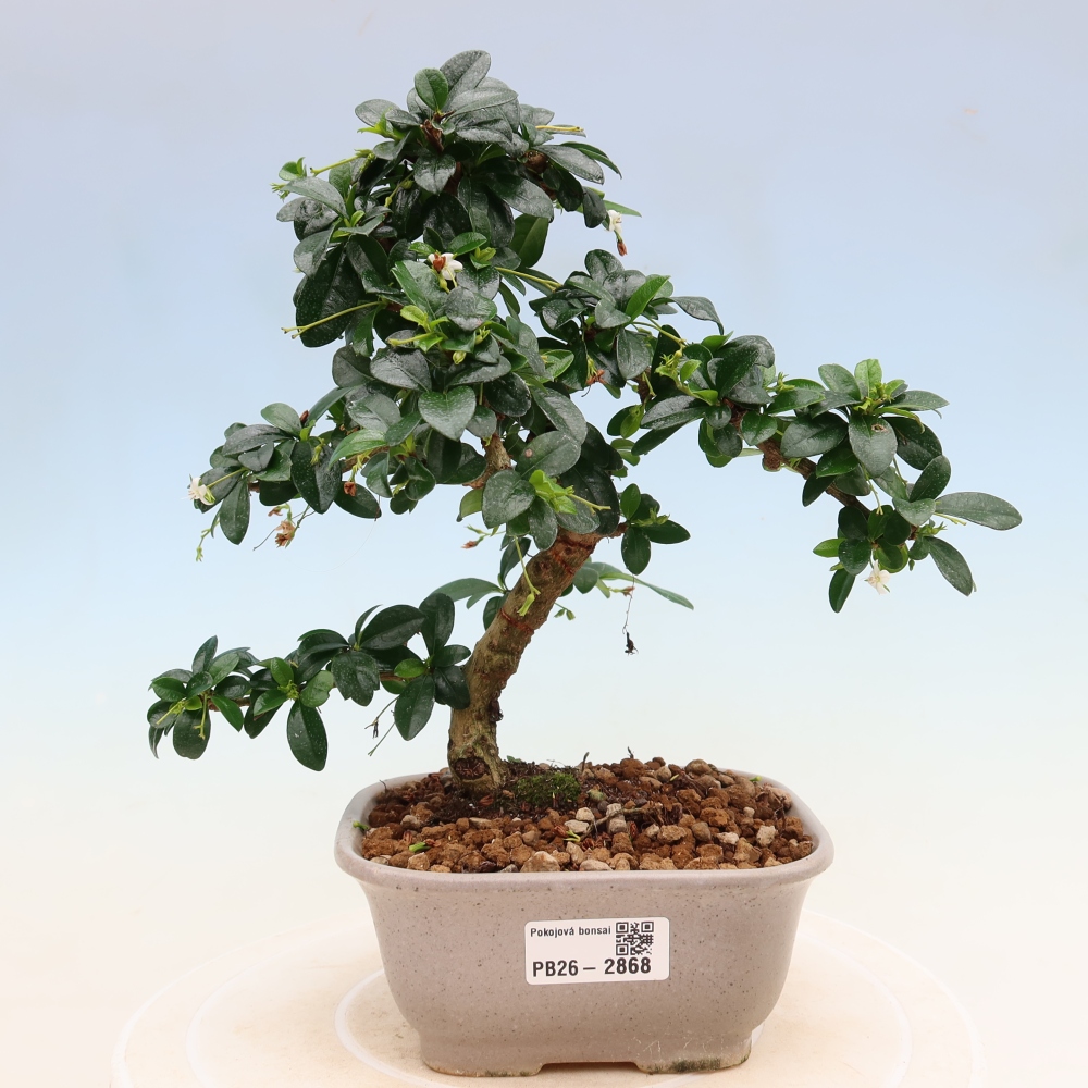 Pokojová bonsai - Carmona macrophylla - Čaj fuki