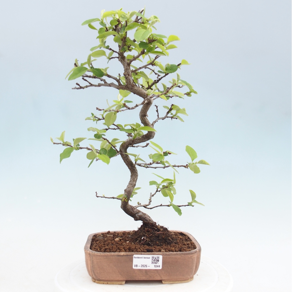 Venkovní  bonsai -  Chaneomeles chinensis - Kdoulovec čínsky