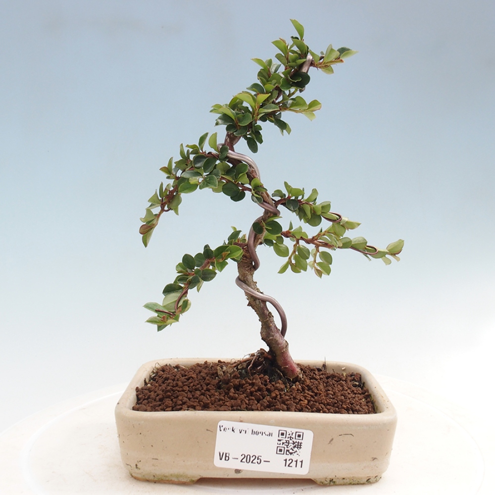 Venkovní bonsai - Cotoneaster horizontalis - Skalník