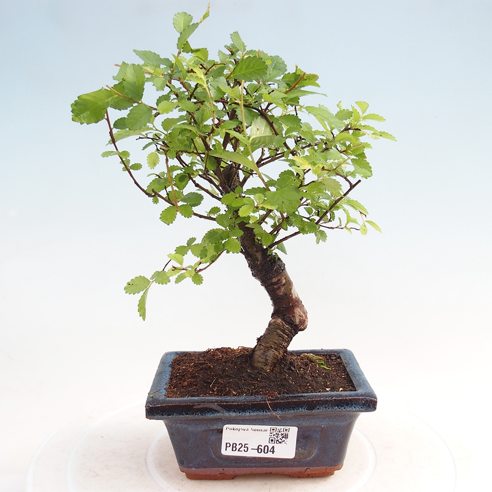 Pokojová bonsai - Ulmus parvifolia - Malolistý jilm