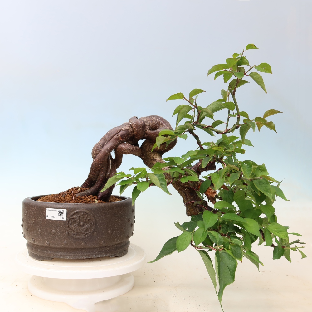 Venkovní bonsai -Japonská meruňka - Prunus Mume