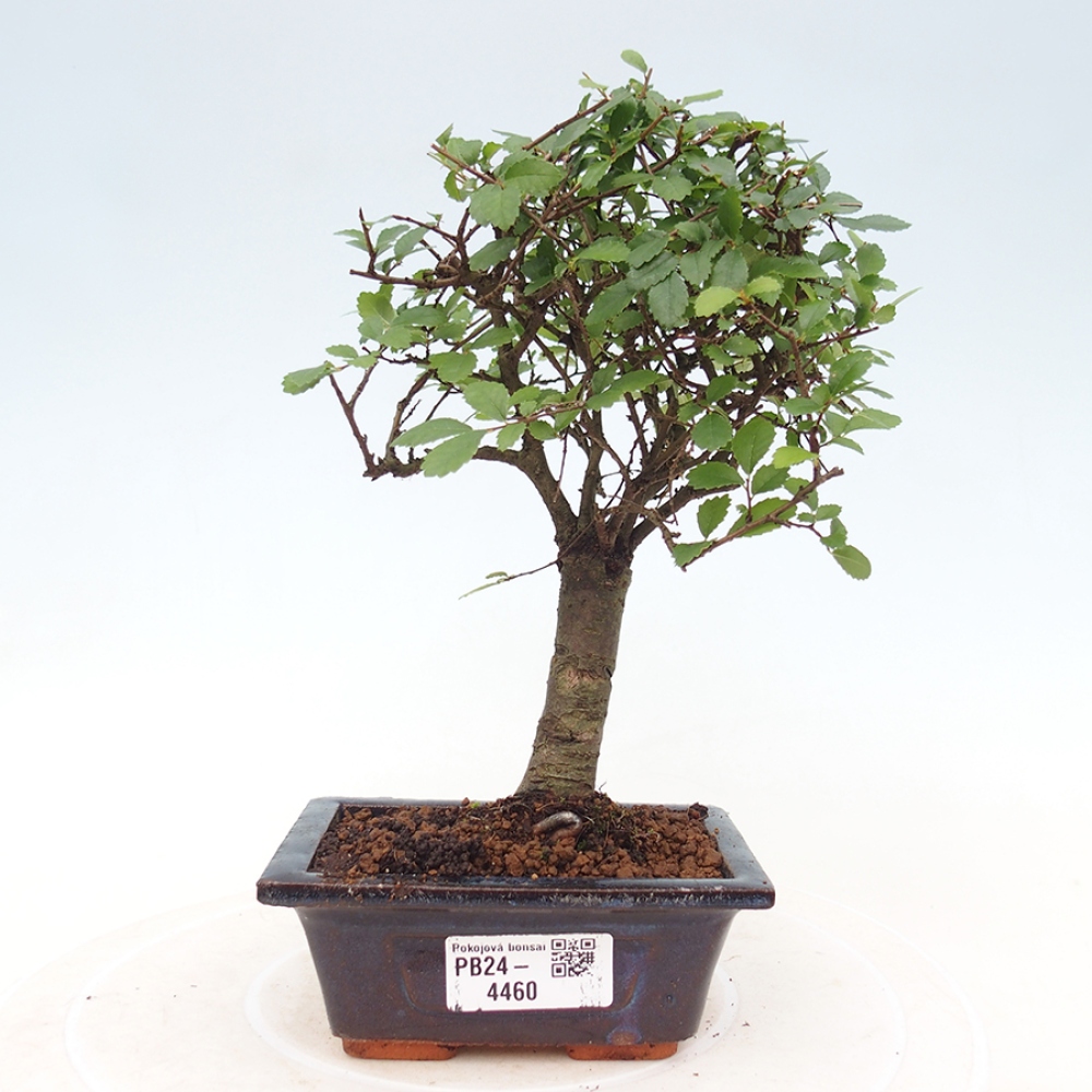Pokojová bonsai - Ulmus parvifolia - Malolistý jilm