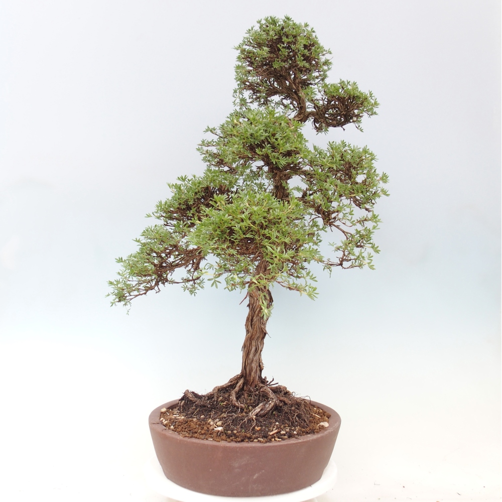 Venkovní bonsai-Mochna křovitá - potentila fruticosa 
