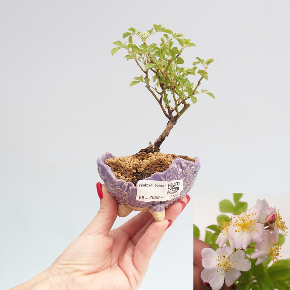 Venkovní bonsai - Rosa sp. - malokvětá růže