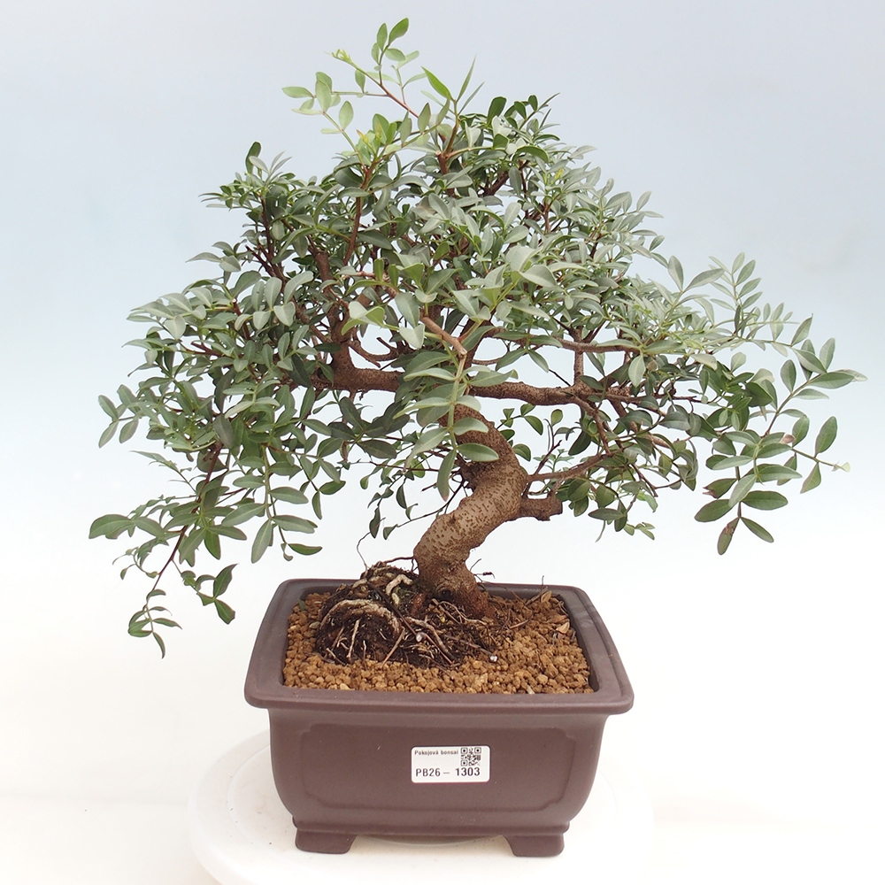 Pokojová bonsai -  Pistácie