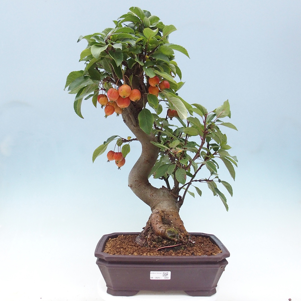 Venkovní bonsai -Malus halliana - Maloplodá jabloň