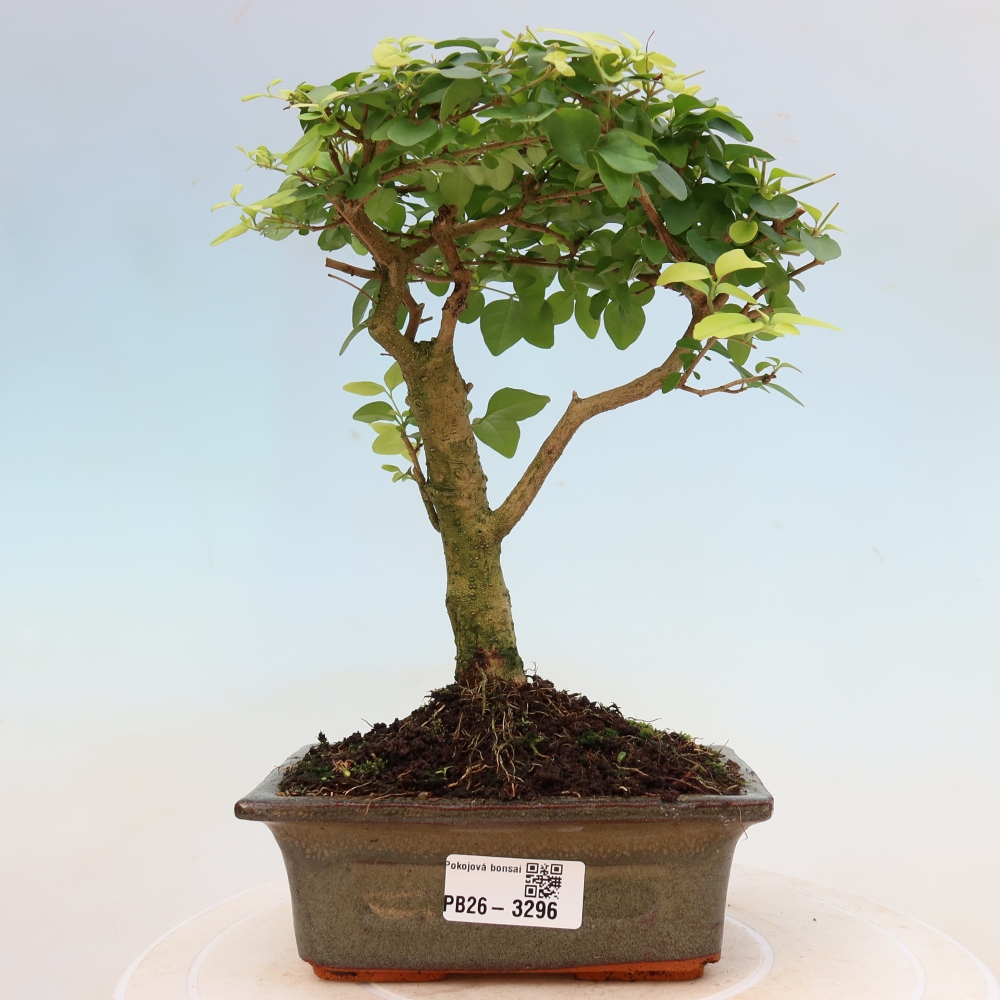 Pokojová bonsai -Ligustrum chinensis - Ptačí zob