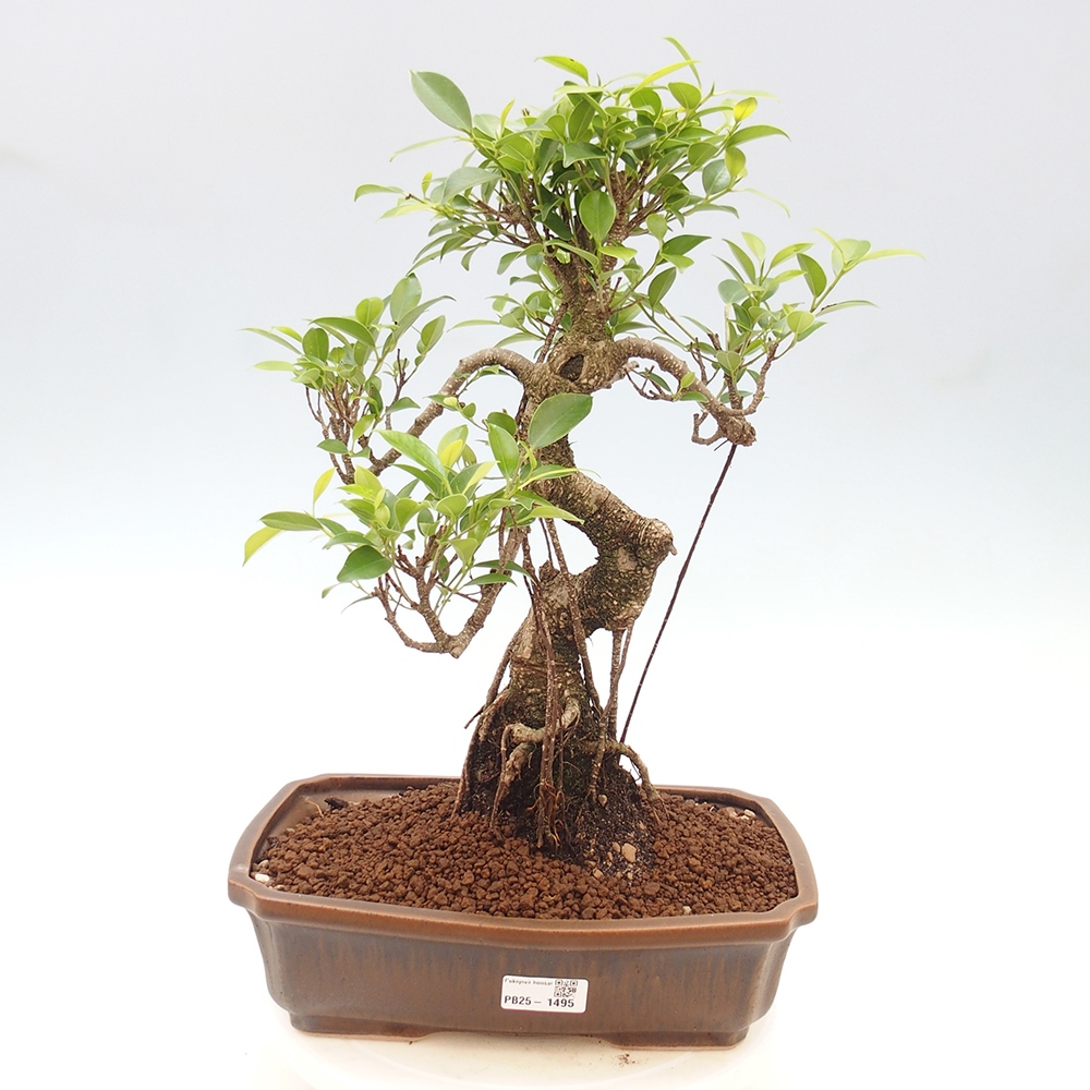 Pokojová bonsai - Ficus kimmen -  malolistý fíkus