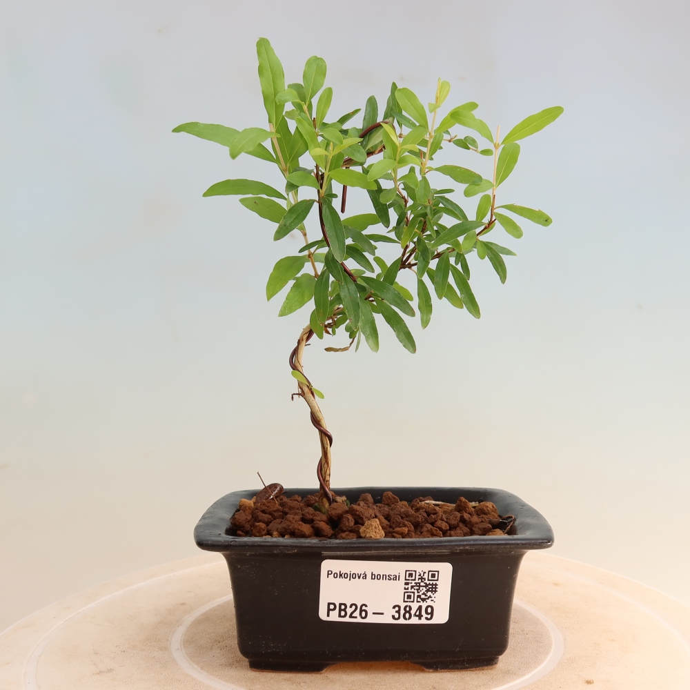 Pokojová bonsai-PUNICA granatum nana-Granátové jablko
