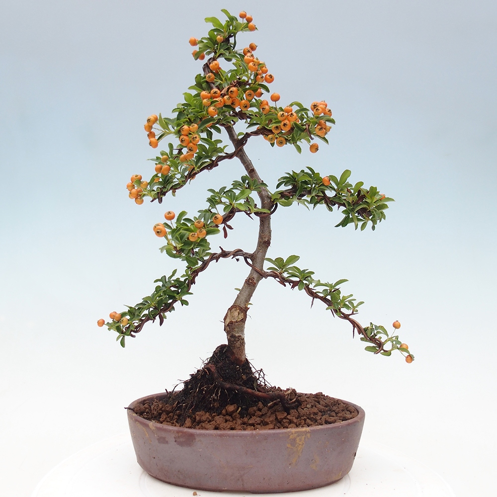 Venkovní bonsai-Pyracanta Teton -Hlohyně