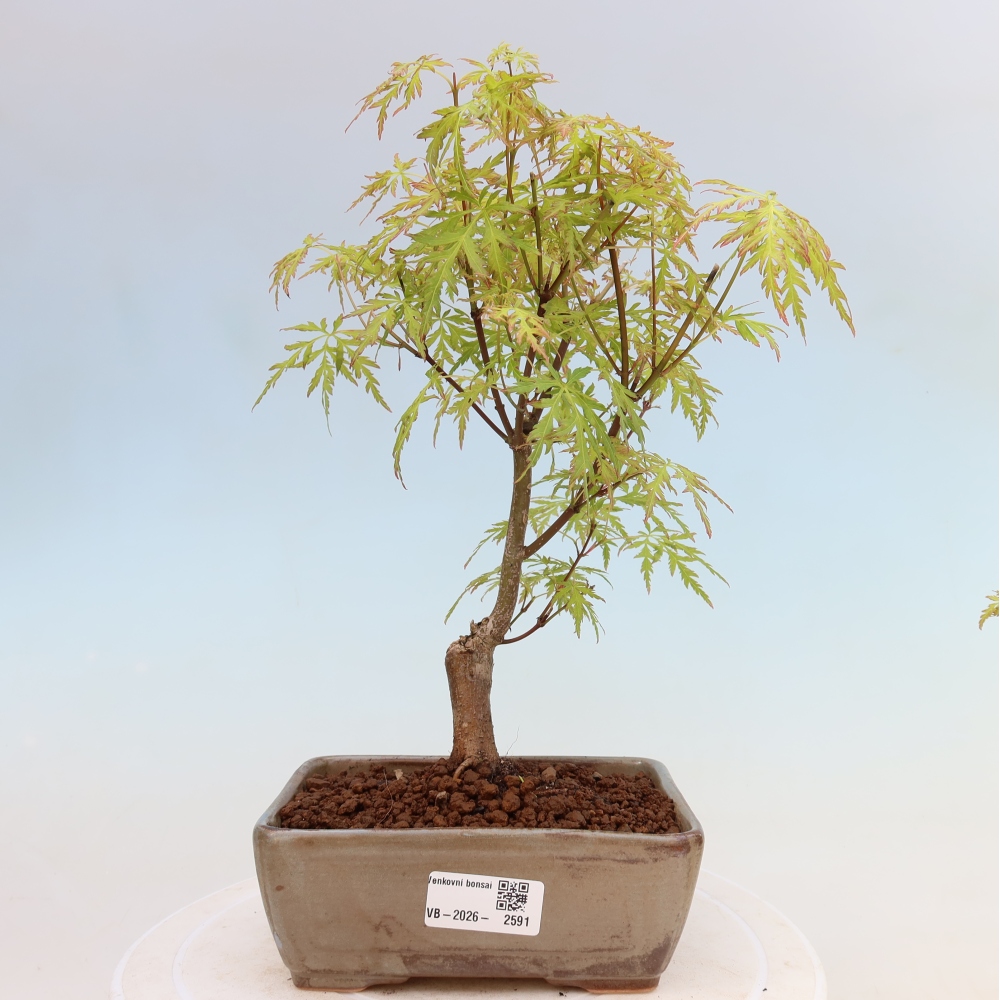 Venkovní bonsai - Acer palmatum Dissectum - Javor dlanitolistý 