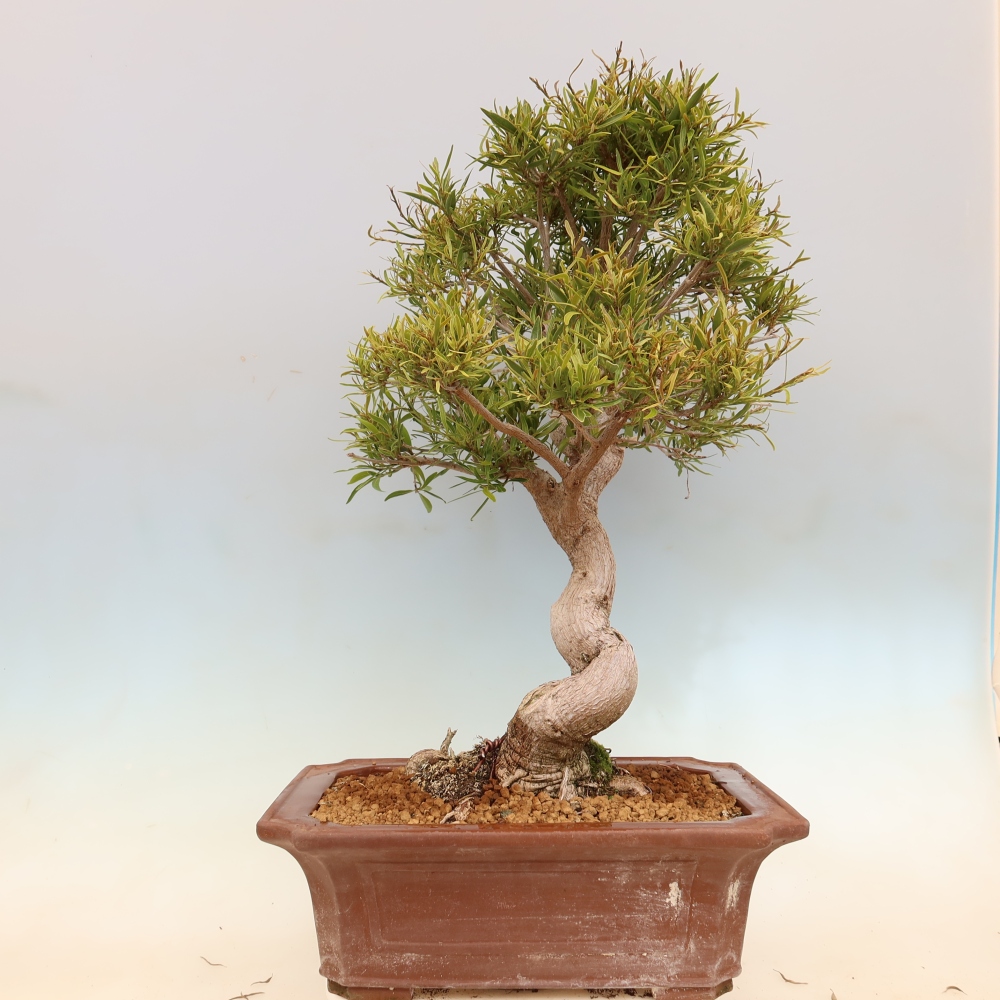 Pokojová bonsai - Ficus nerifolia -  malolistý fíkus