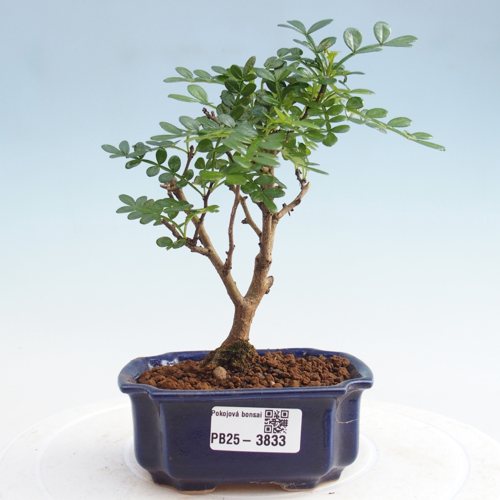 Pokojová bonsai - Zantoxylum piperitum - Pepřovník PB220935