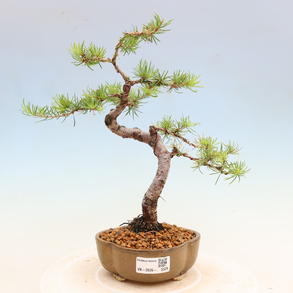 Venkovní bonsai -Larix decidua - Modřín opadavý 