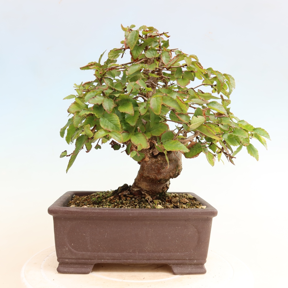 Venkovní bonsai -Carpinus CARPINOIDES - Habr korejský