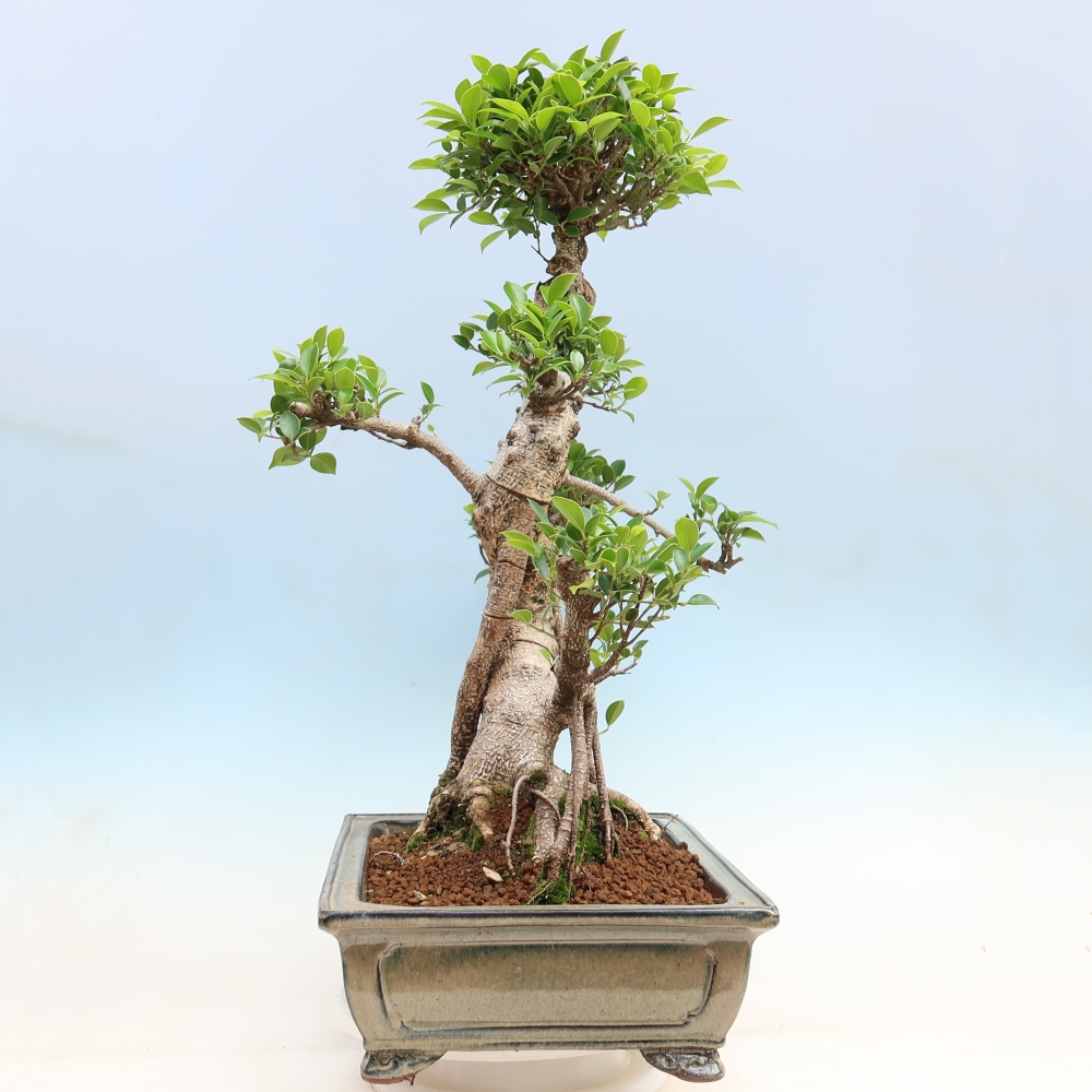 Pokojová bonsai - Ficus kimmen -  malolistý fíkus