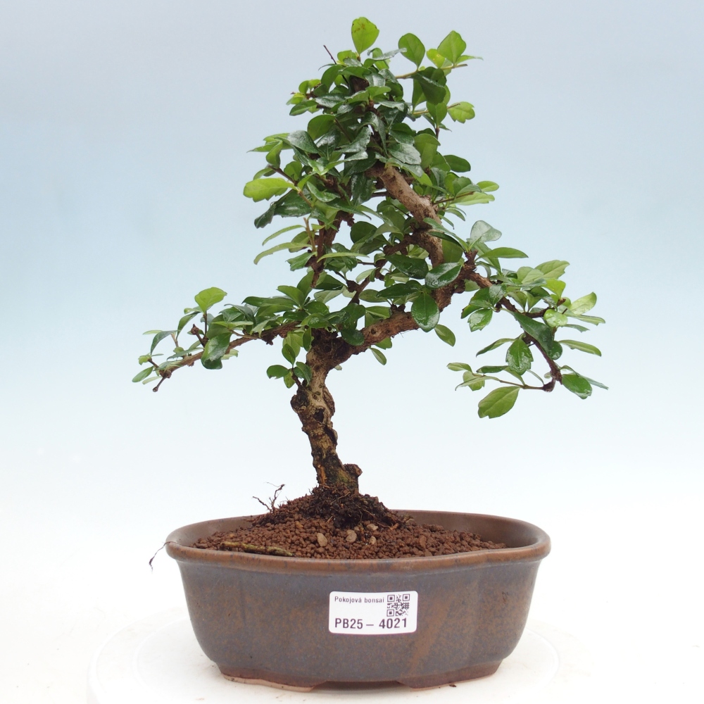 Pokojová bonsai - Carmona macrophylla - Čaj fuki