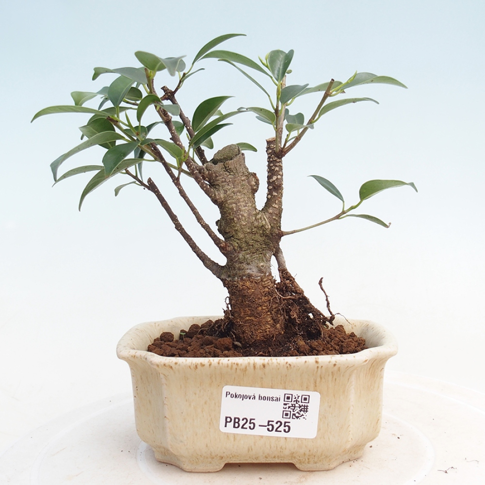 Pokojová bonsai Ficus retusa kimmen