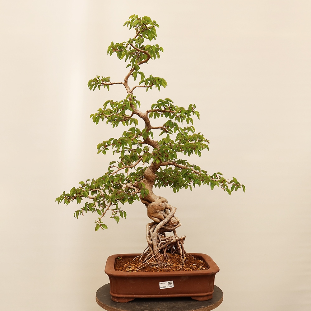 Venkovní bonsai -Carpinus Coreana - Habr korejský