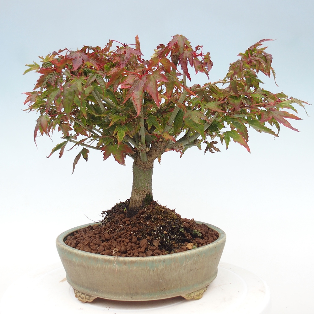 Acer palmatum KIOHIME - Javor dlanitolistý