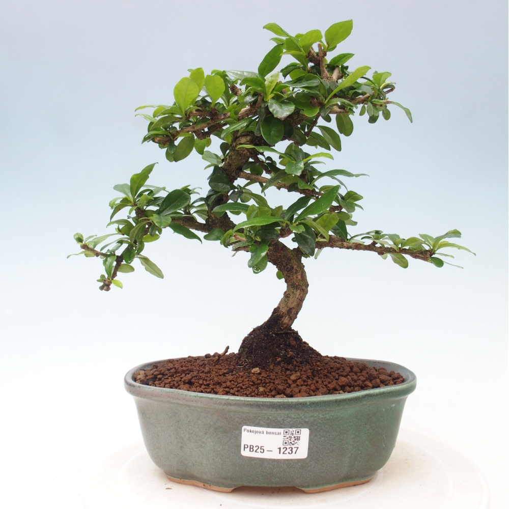 Pokojová bonsai - Carmona macrophylla - Čaj fuki