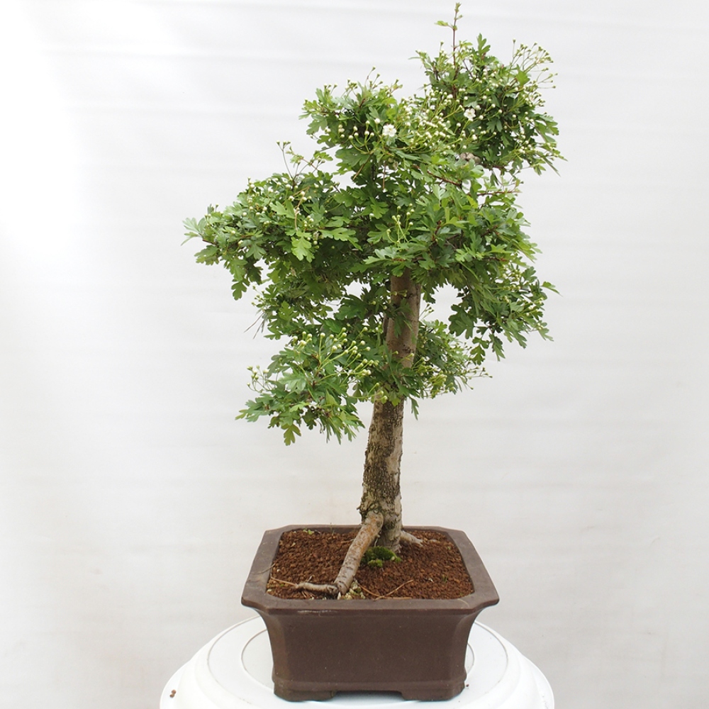 Venkovní bonsai - Hloh - Crataegus monogyna