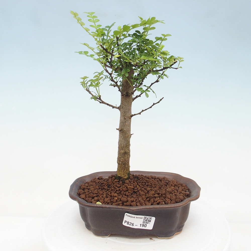 Pokojová bonsai - Zantoxylum piperitum - Pepřovník