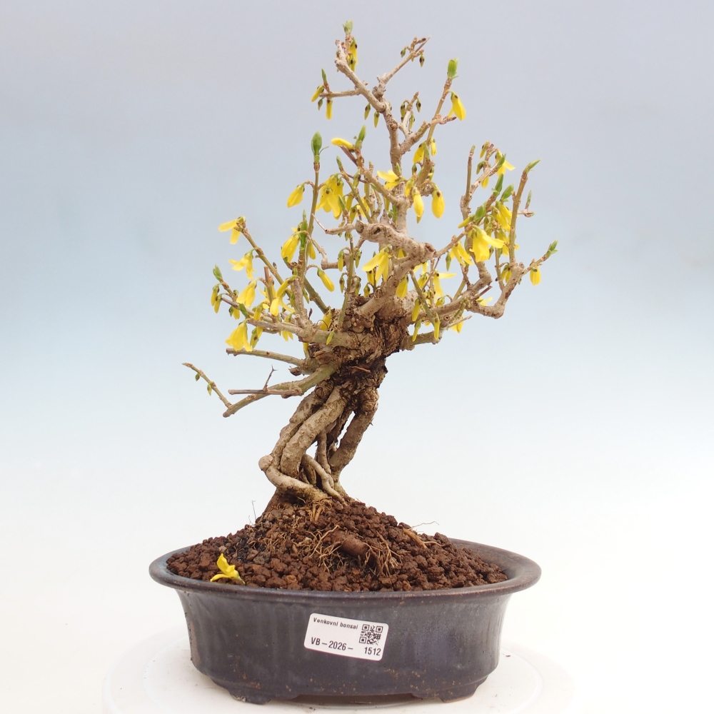 Venkovní bonsai - Zlatice - Forsythia koreana