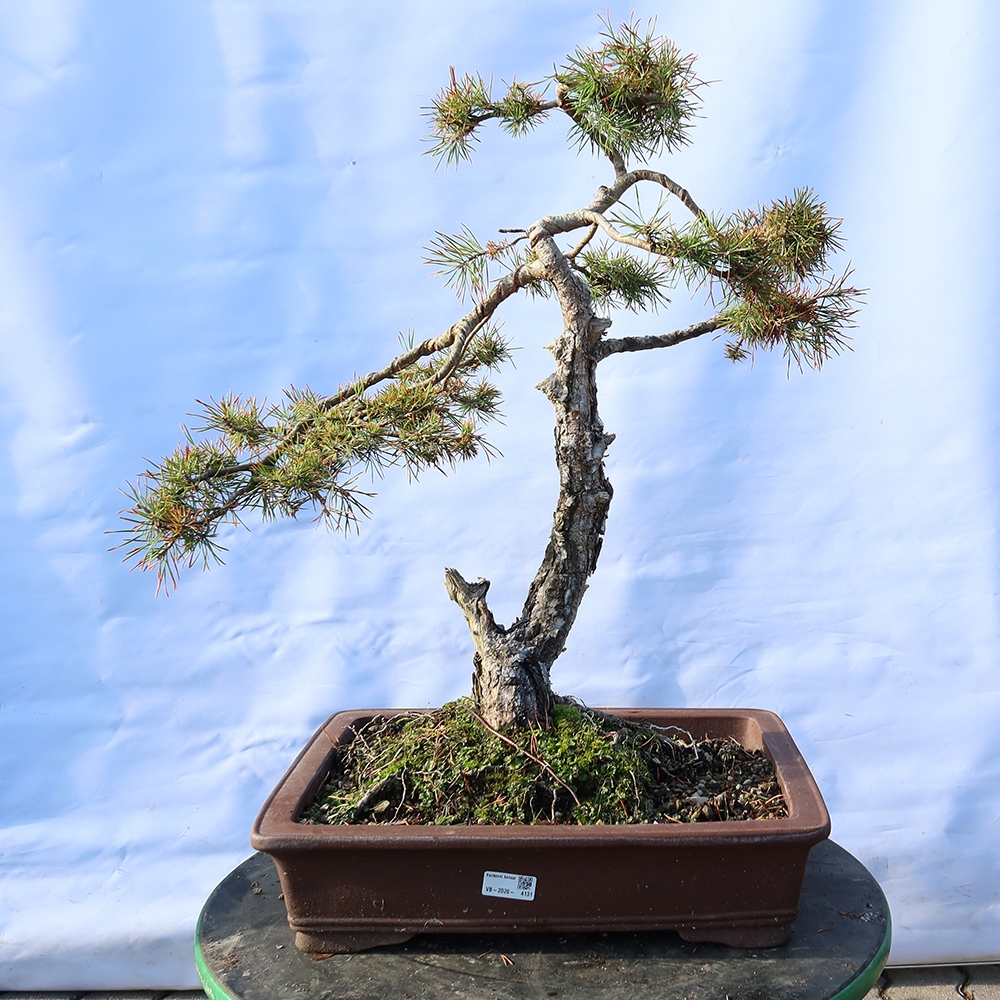 Pinus sylvestris Španělsko - borovice lesní