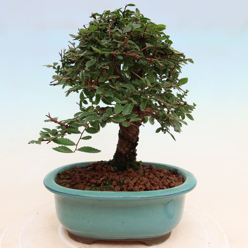 Venkovní bonsai - Zelkova - Zelkova NIRE