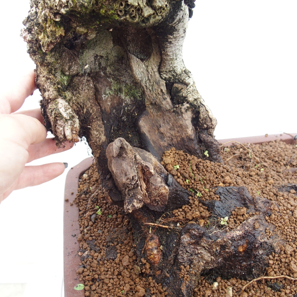 Yamadori - Quercus Ilex -Dub cesmínovitý