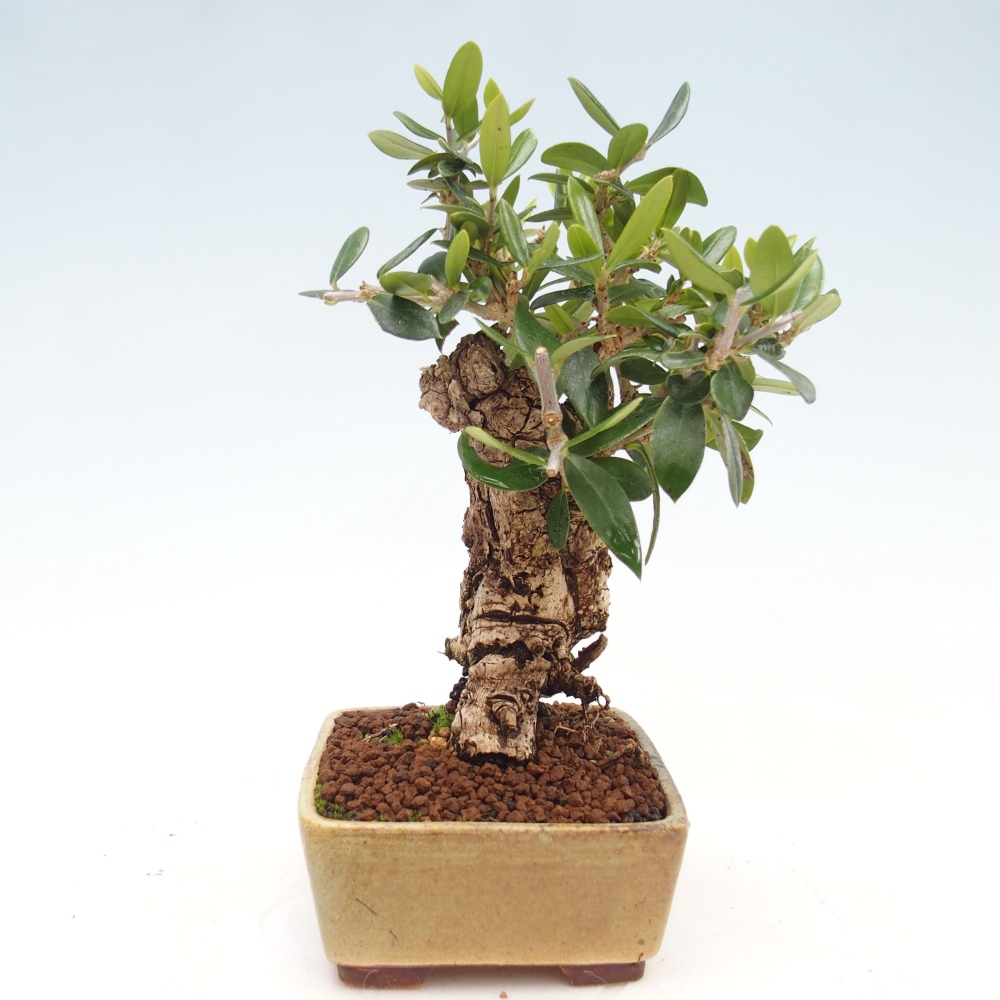 Pokojová bonsai - Olea europaea sylvestris -Oliva evropská drobnolistá
