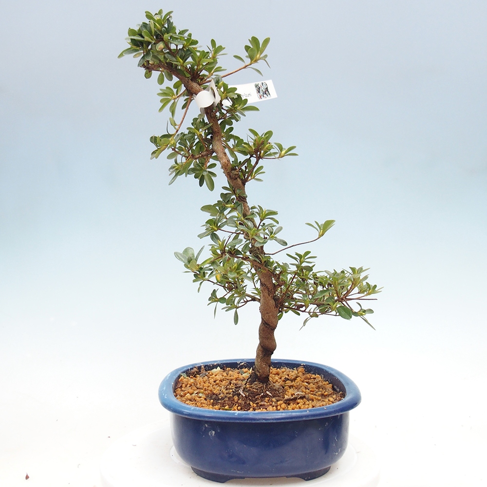 Venkovní bonsai - Japonská azalka - Azalea Asahi-no-izumi