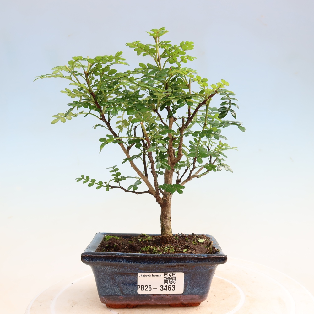 Pokojová bonsai - Zantoxylum piperitum - pepřovník
