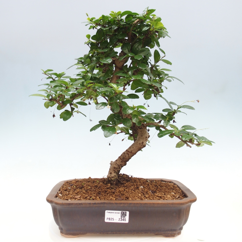 Pokojová bonsai - Carmona macrophylla - Čaj fuki