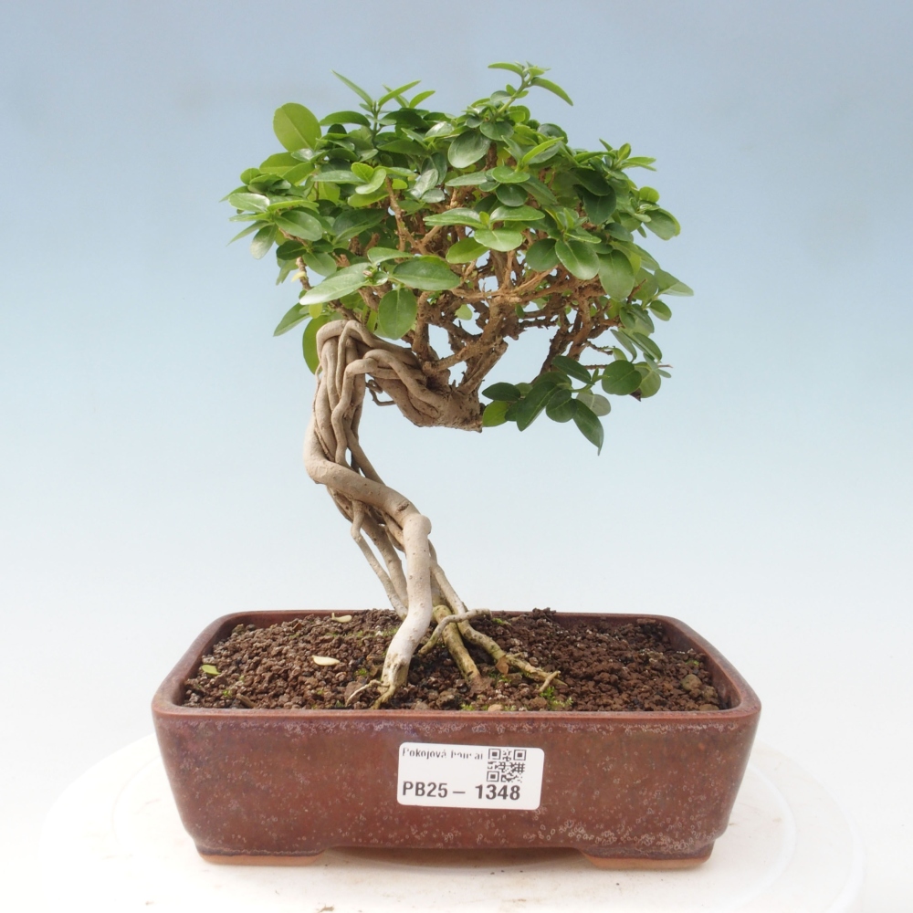 Pokojová bonsai - Premna serratifolia  - Kozlovoň malolistá
