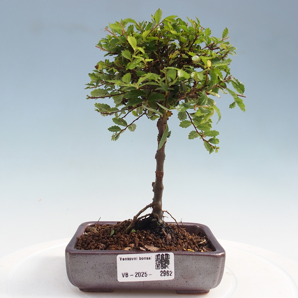 Venkovní bonsai - Ulmus parvifolia Sagei - Malolistý jilm