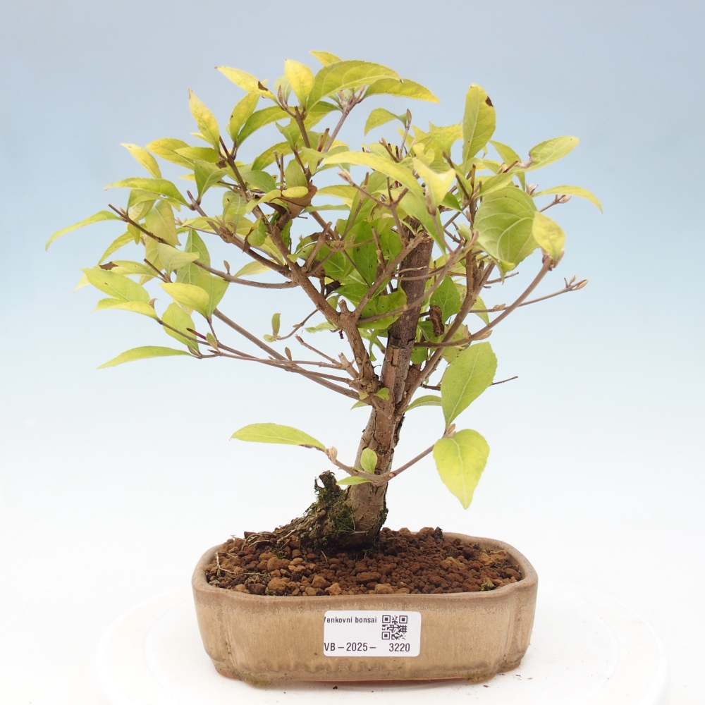 Venkovní bonsai - krásnoplodka - Callicarpa japonica