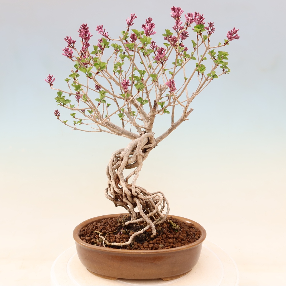 Venkovní  bonsai -  Syringa microphylla - malokvětý šeřík