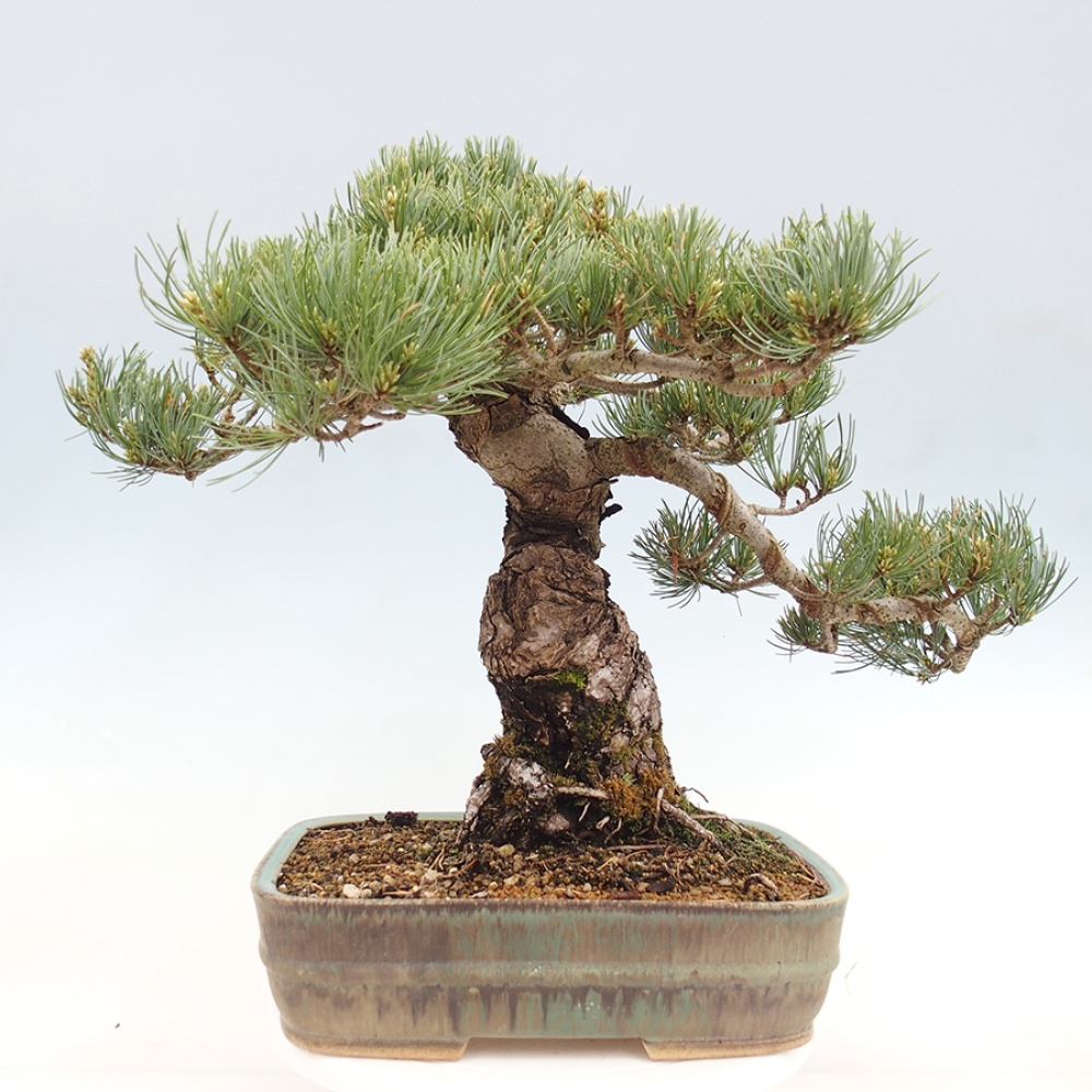 Venkovní bonsai - Pinus parviflora - Borovice drobnokvětá
